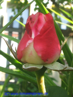 rose_nostalgie2.JPG