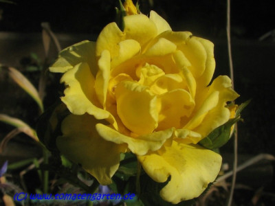 rose_dorola.JPG