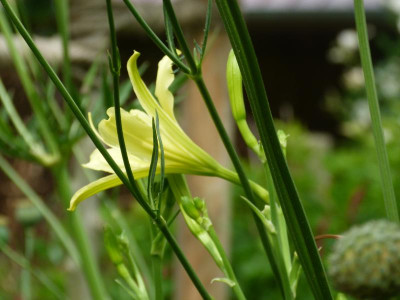 H. altissima.JPG