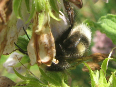 hummel_.JPG