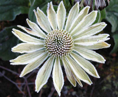 Echinacea_geeist.jpg