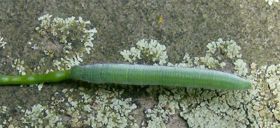 Raupe-auf-Nachtviole.jpg
