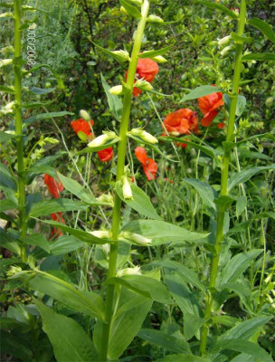 Digitalis-unbekannt-140608.jpg