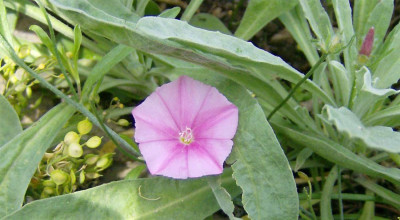 Convolvulus-cantabricus-140.jpg