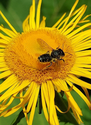 20230702_193111 Megachile.jpg