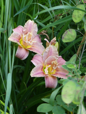 2023-06-28 Hemerocallis 'Spotted Fever' 1.jpg