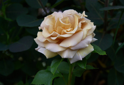 1833HoneyDijon.jpg