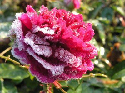 kandierte_Rose.jpg