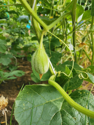 Cantaloupe 20230702.jpeg