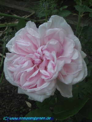 sdm025.JPG