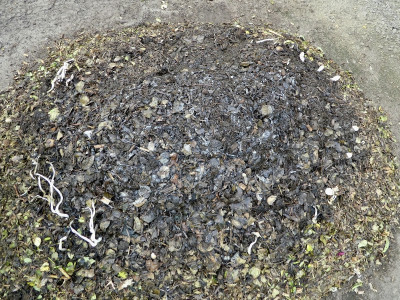 Pilzegesamt.jpg