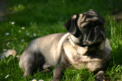 IMG_3862b.jpg
