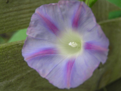 winde4.jpg