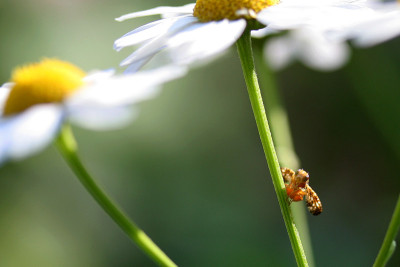 Insektenspielwiese-1.jpg