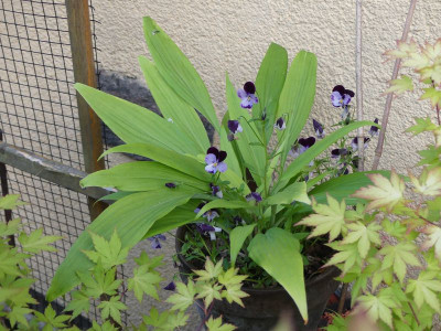 2023-07-02 Hosta.jpg