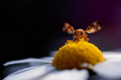 Insektenspielwiese-2.jpg