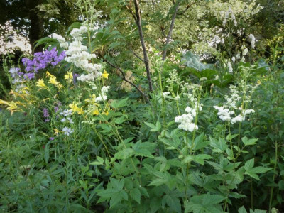 Filipendula ulmaria Plena.JPG