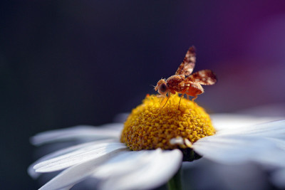 Insektenspielwiese-3.jpg