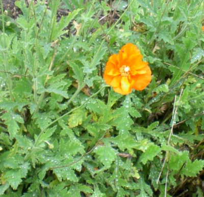 20041108_papaver_atlanticum.jpg