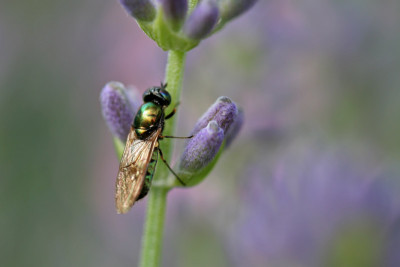 Insektenspielwiese-4.jpg