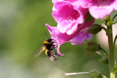Insektenspielwiese-Garten-1.jpg