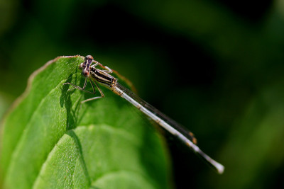 Insektenspielwiese-6.jpg