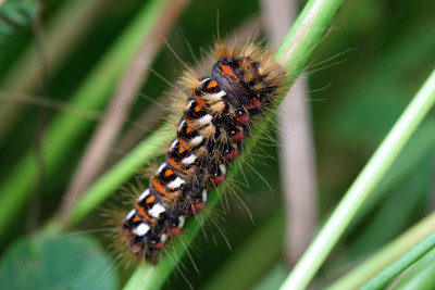 Insektenspielwiese-7.jpg