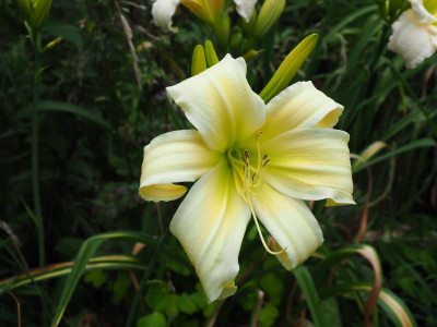 Noorland 2007 Mahieu-Burris P7030017.JPG