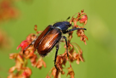 Insektenspielwiese-8.jpg