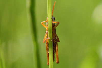 Insektenspielwiese-11.jpg