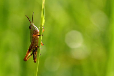 Insektenspielwiese-12.jpg
