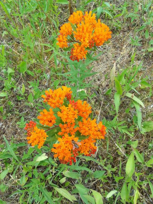 Wieseblume.jpg