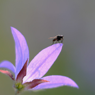Fliege-auf-Campanula.jpg