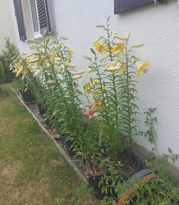 Tomatenstäbe Lilium.jpg