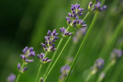 Lavendel-Aquarell.jpg