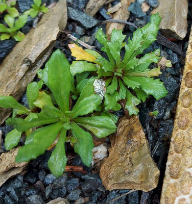 Primula mistassinica dentate.jpg