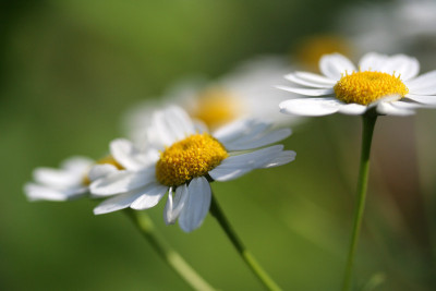 Tanacetum-Aquarell.jpg