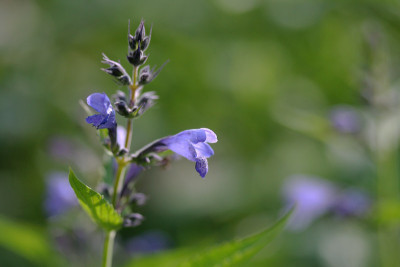 Nepeta-sib.-Aquarell.jpg