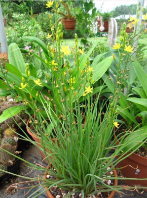 Bulbine-semibarbata-1.jpg
