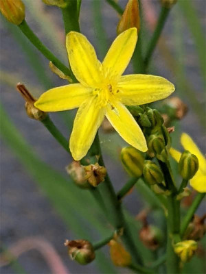 Bulbine-semibarbata-2.JPG