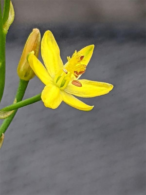 Bulbine-semibarbata-3.jpg