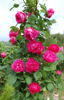Ulrich_Brunner_fils_0010__K_27500.jpg