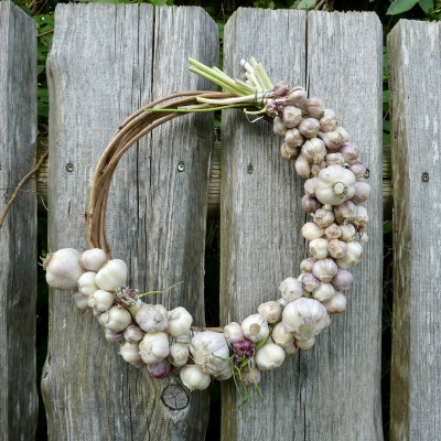 Knoblauch.jpg