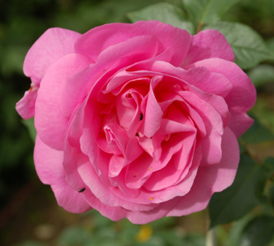 Cameron_0010__S2_27473.jpg