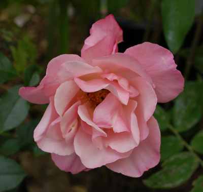 Santa_Catalina_0010__M_28087.jpg
