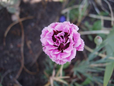 francis_isobel_2008.jpg