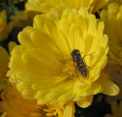 Aster_Nov.jpg