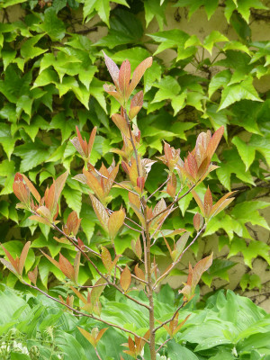 2021-05-29 Nyssa sinensis.jpg
