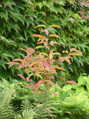 2021-10-08 Nyssa sinensis.jpg