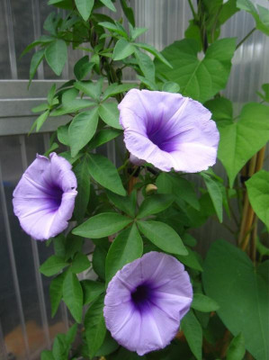 Ipomoea cairica.JPG